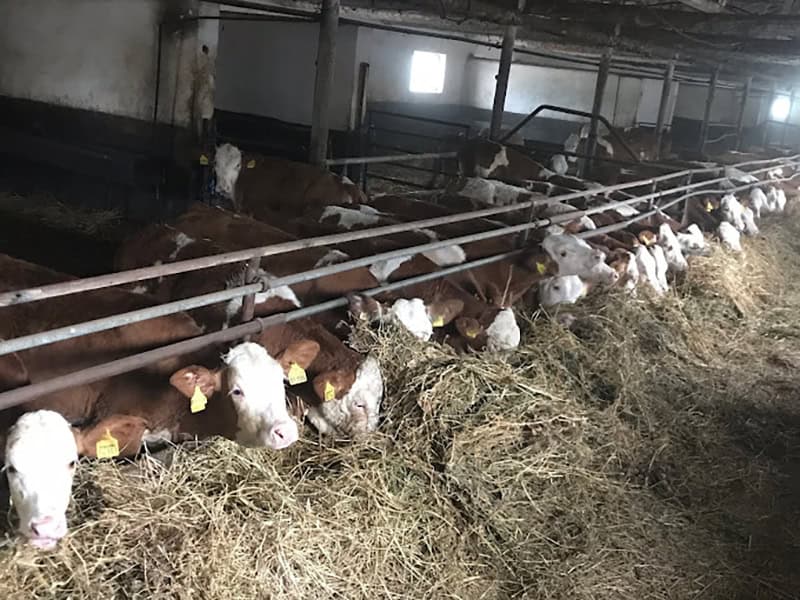 Punctul de Control Bovine Bujoreni, Teleorman